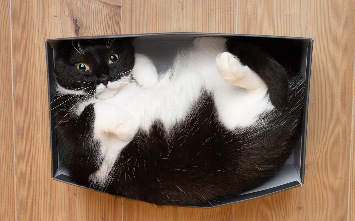 Quirky Cat Behaviors Explained