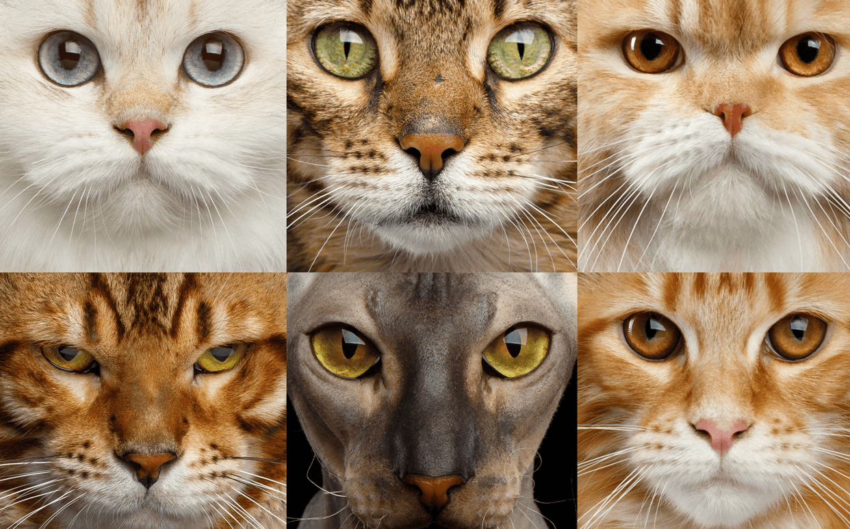 The Purrfect Cat Breed for Your Sign