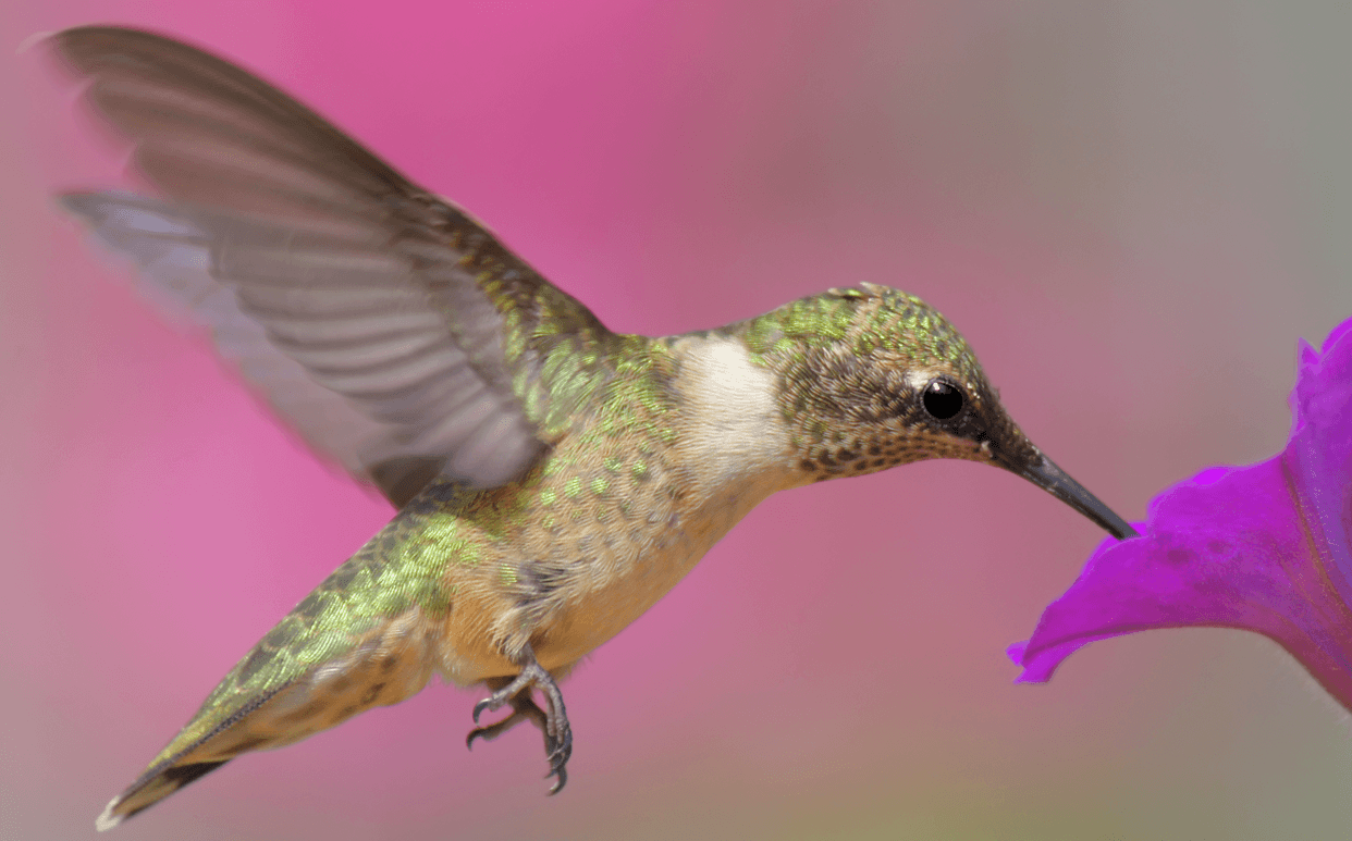 Spirit Guides Decoded: Birds