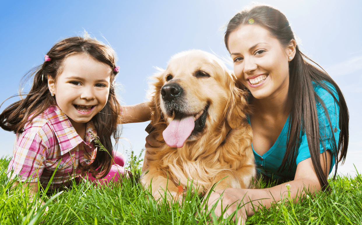 Caring for Your Aging Dog