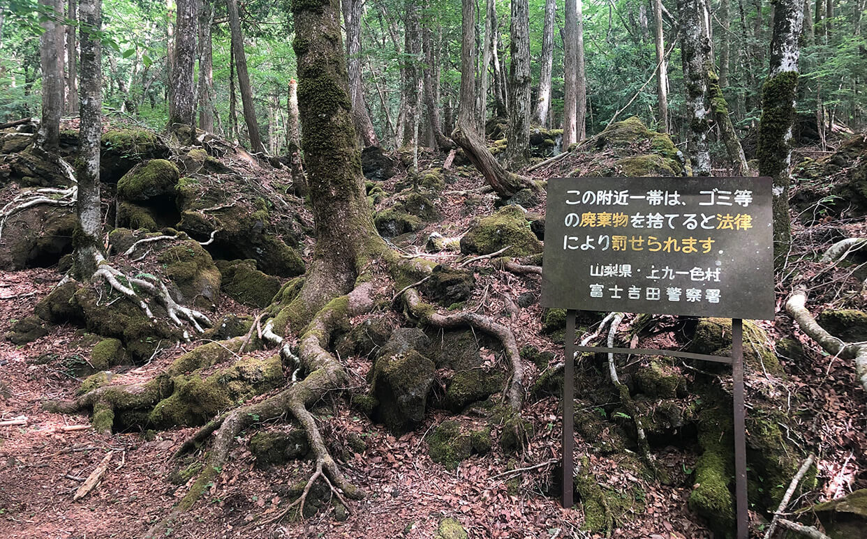 Japan’s Suicide Forest 