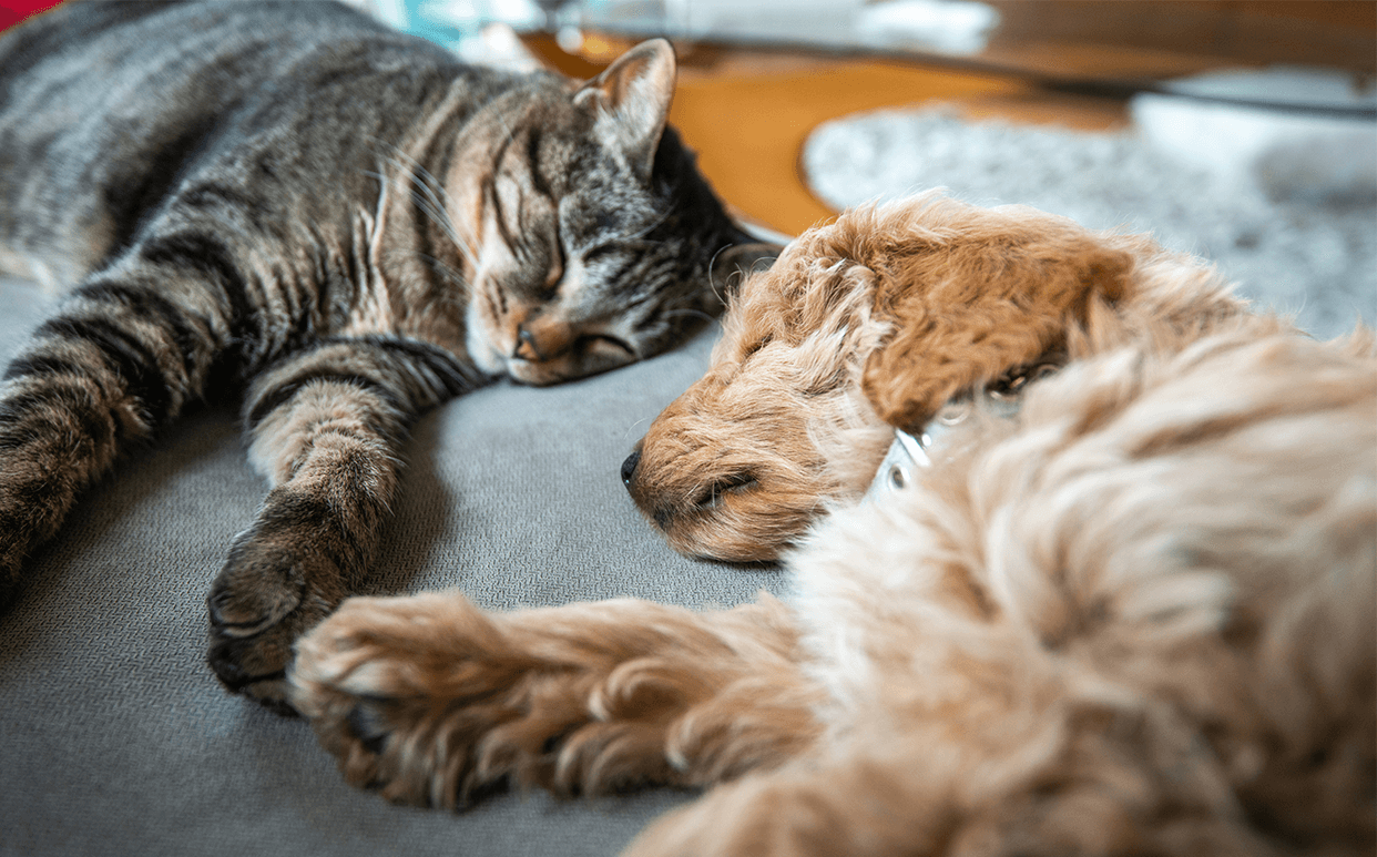 Decoding Your Pets Dreams