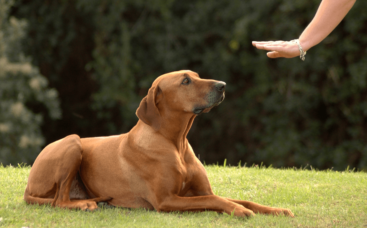 Communicating With Your Pet