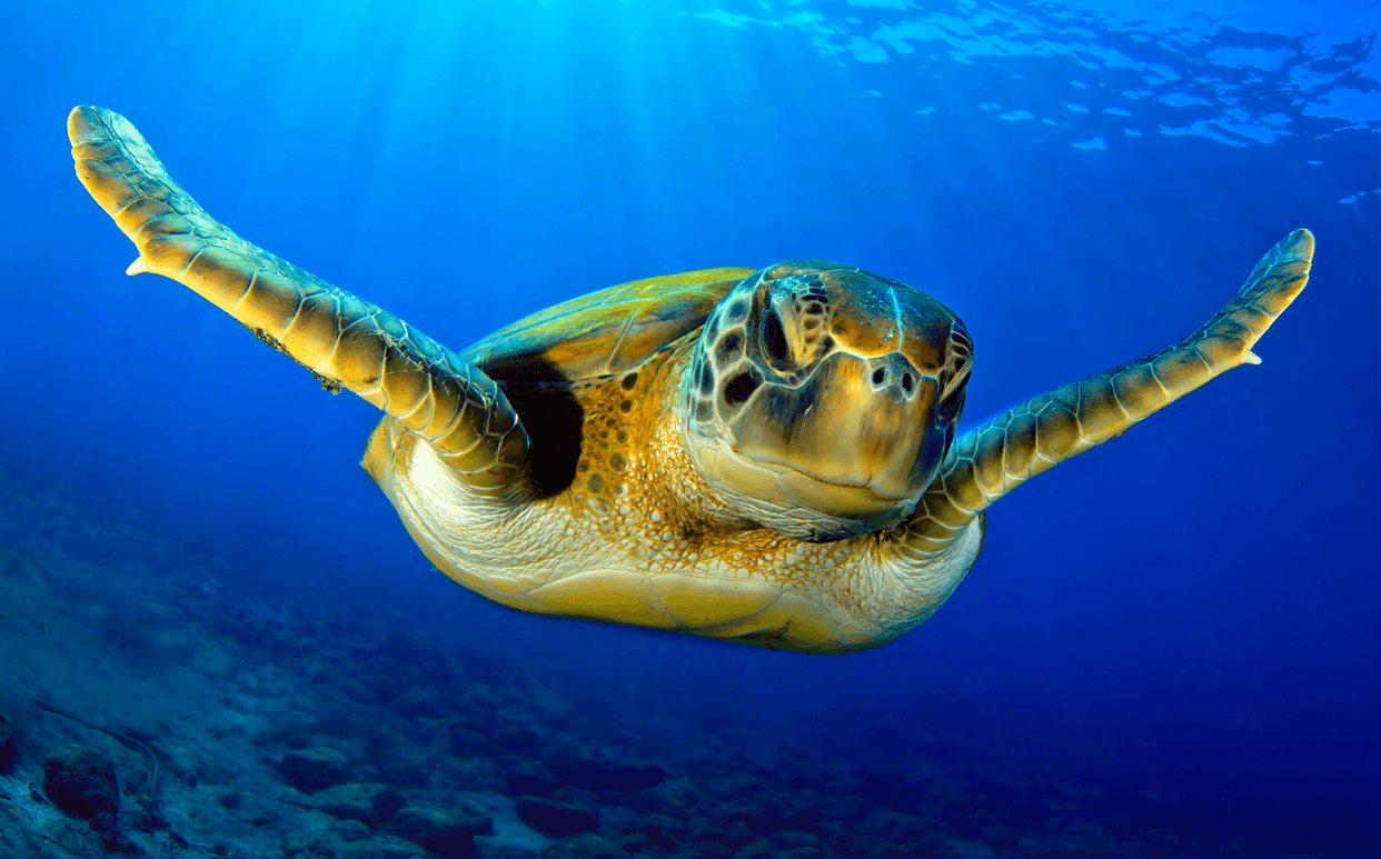 Spirit Animals of The Water