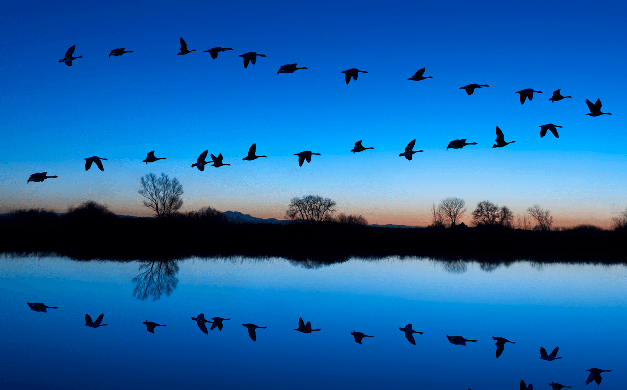 Birds Without Borders