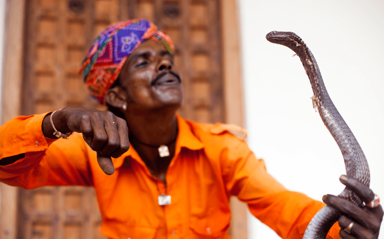 Snake Charmers: Healers or Hypnotists?