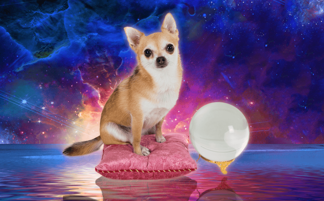 Psychic Ability in Pets